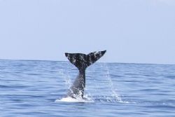 Sperm whale going down! by David Abecasis 